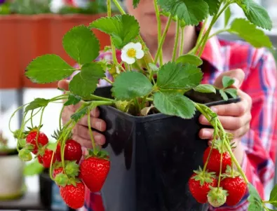 Китайски метод за засаждане на ягоди, с който реколтата е ДВОЙНА