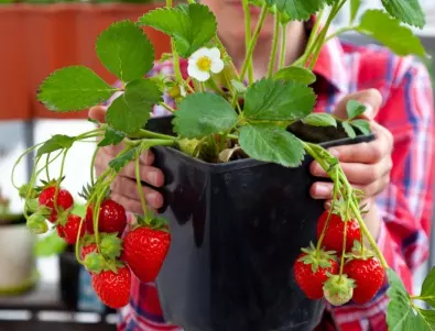 За най-начинаещите градинари: Как да наторим и отгледаме чудни ягоди през пролетта?
