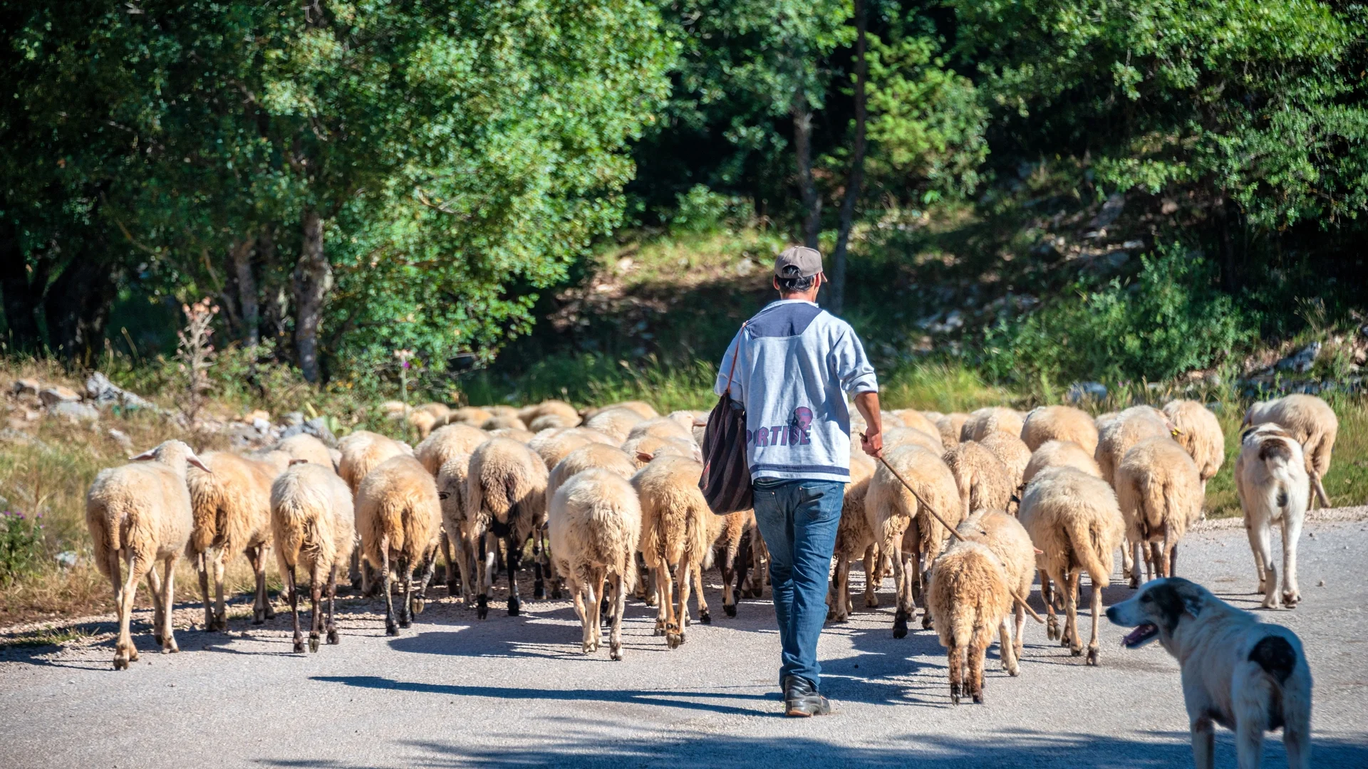 Мъж застреля овчарско куче в Ракитово
