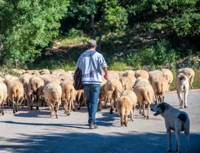 Мъж застреля овчарско куче в Ракитово