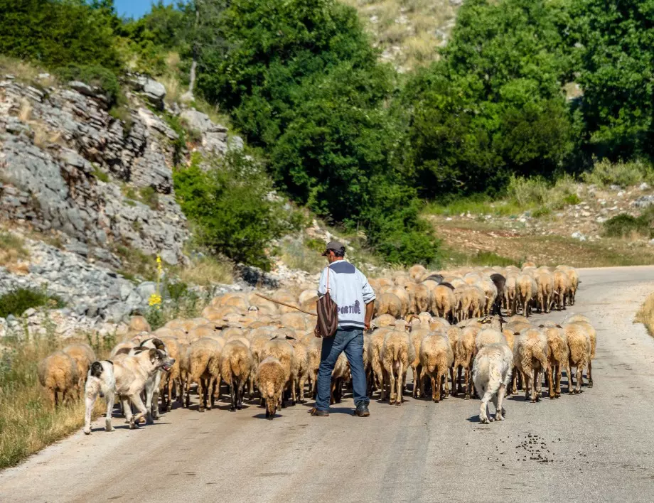 Пастир от Раковски нападна общински служители