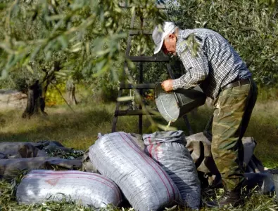 Сушата заплашва реколтата от маслини в Испания