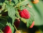 5 техники за супер реколта от малини: ще събирате плодовете в кофи