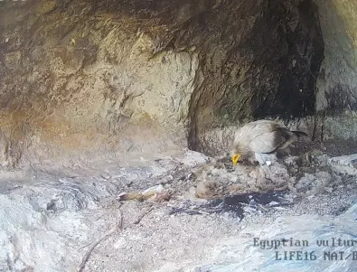 Бебе египетски лешояд се излюпи в диво гнездо с онлайн камера (ВИДЕО)