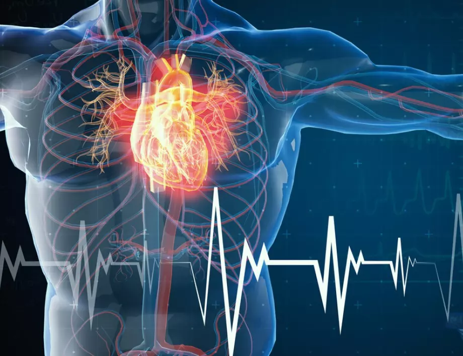 Учени: Хората с тази кръвна група имат най-здраво сърце