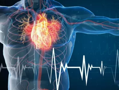 Учени разкриха каква е връзката между височината на човек и здравето на сърцето