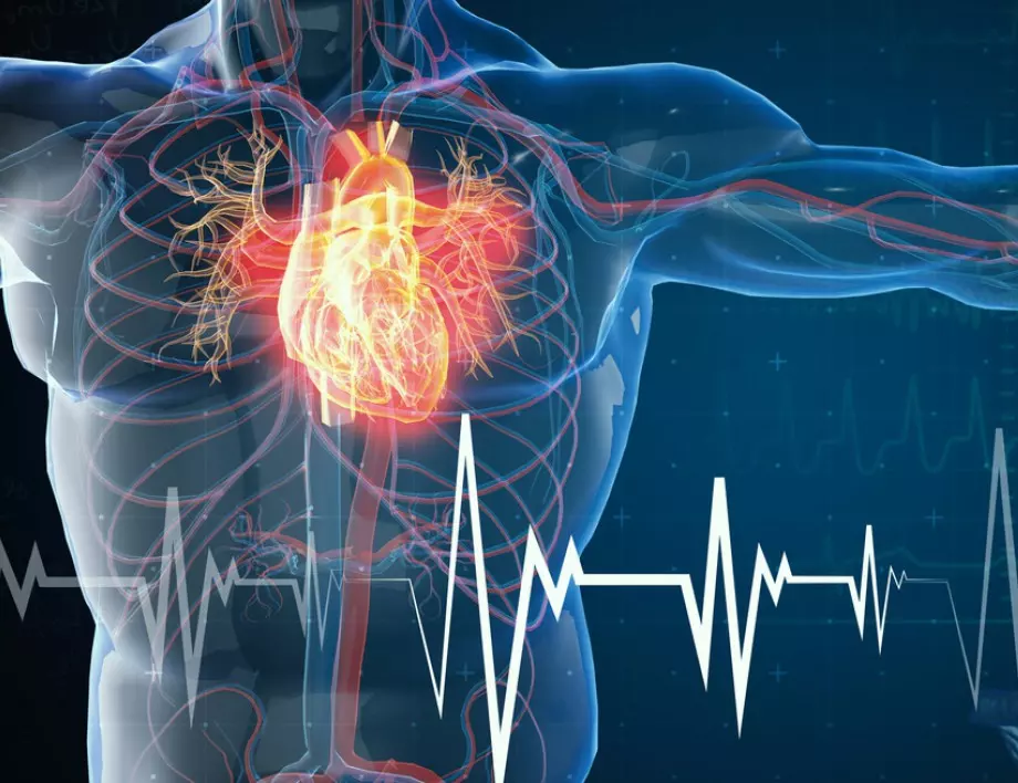 5 изненадващи факта за здравето на сърцето, които всеки трябва да знае
