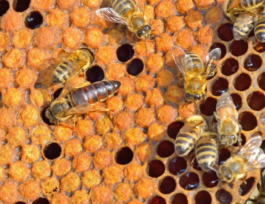 Пчеларството – занаят, професия или цяло изкуство?
