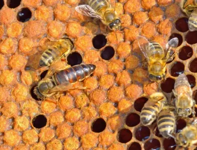 Защо умират пчелите през зимата?