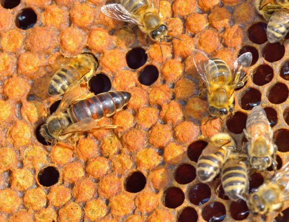 Как се прави пролетното подхранване на пчелите?