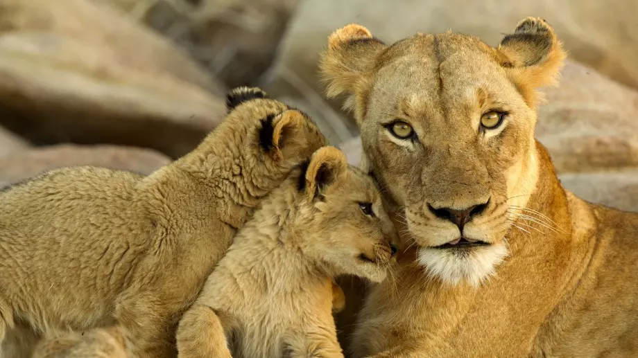 Пет лъва избягаха от зоопарк в Австралия (ВИДЕО)