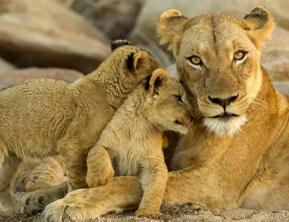 Пет лъва избягаха от зоопарк в Австралия (ВИДЕО)