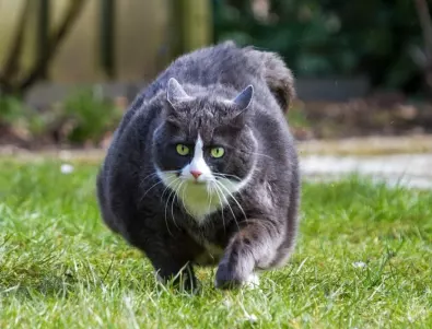 Знаете ли колко тежи най-дебелата котка в света?