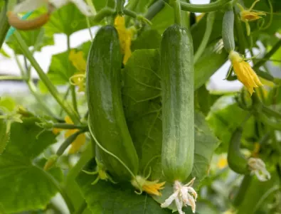 Увеличете реколтата на краставици с най-ефективния лек срещу брашнеста мана