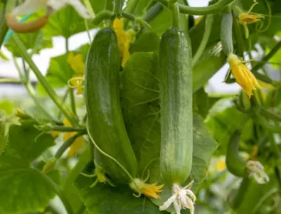 Фантастична реколта: Как да подхраним краставиците през юли?