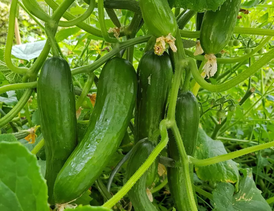 Как да спасим реколтата от краставици от топлината с мрежа за засенчване