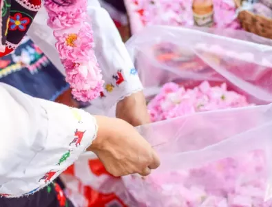 Мащабна кампания в защита на розовото масло пред ЕК, искат да го приравнят с белината