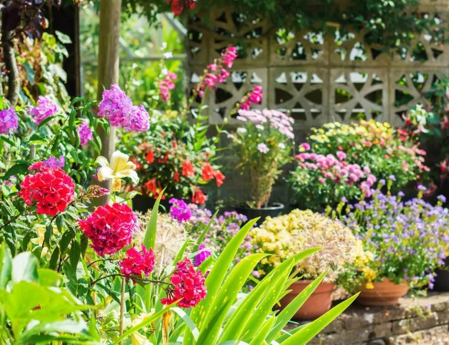 Направете цветна градина от нулата: Съвети за начинаещи градинари