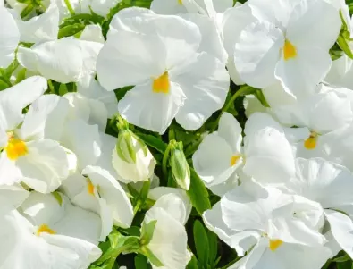 Пет от най-устойчивите на замръзване цветя, които ще украсят вашата есенна градина