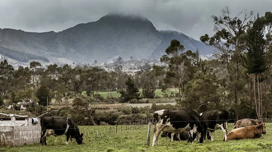 Нова Зеландия смята да облага с данък отделянето на газове от крави и овце