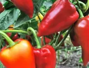Чуден градинарски трик, с който да ускорите растежа на чушките и да получите богата реколта