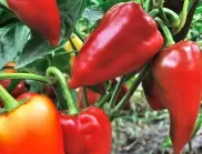 Полейте пипера с това и ще приберете по 8 кг реколта от всеки корен