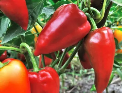 3 феноменални разтвора за изобилна реколта от пипер във вашата градина