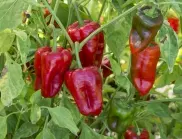 Засадете пипера на това място в градината, за да берете едри и сочни чушки в чували