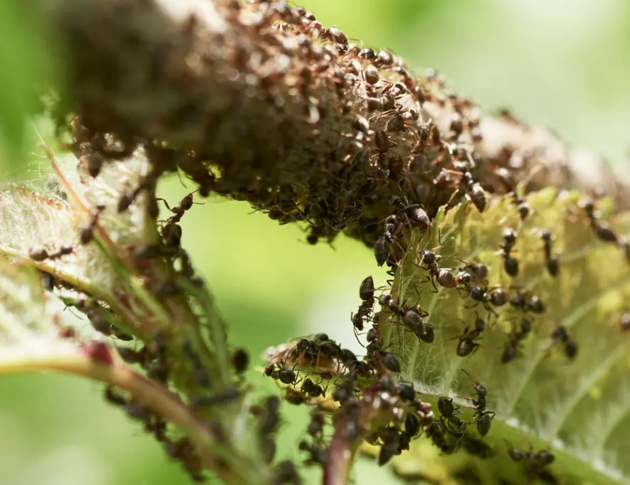 С този бабин метод ще забравите за мравките в градината и у дома