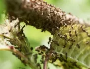Край на мравките в градината с тези лесни трикове