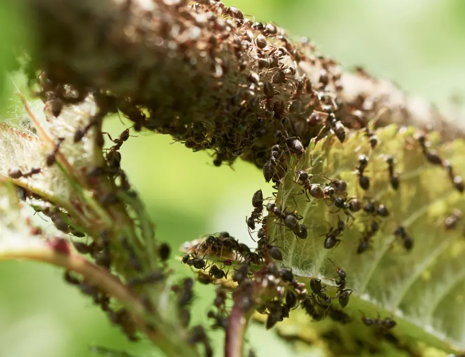 Край на мравките в градината с тези лесни трикове