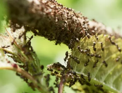 Най-добрият лек против мравките в градината се приготвя с кората от този плод