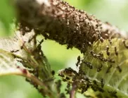 Как да премахнете дървесните мравки от дома и градината?