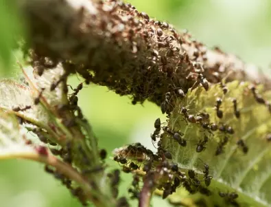 Няколко листа от тази подправка и мравките ще напуснат дома и градината