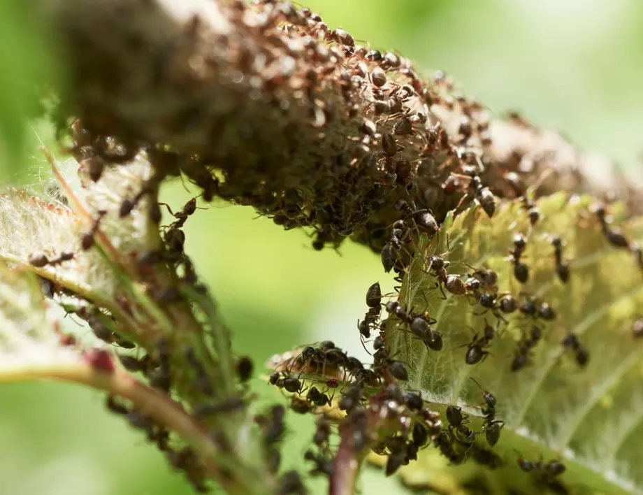 Няколко листа от тази подправка и мравките ще напуснат дома и градината