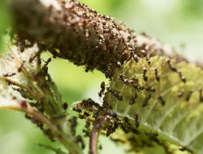 Скритото оръжие от аптеката: Как се премахват мравки от градината за 2 часа