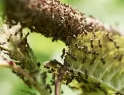 Без химия: Тези 2 съставки ще ви избавят от мравките в градината