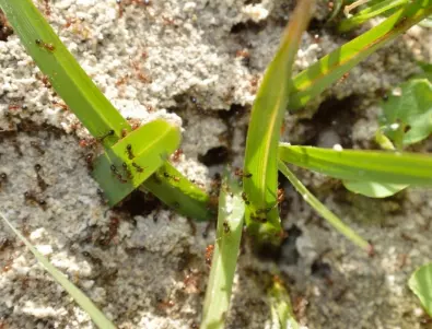 Ефективни методи за справяне с мравки: Как бързо да се отървете от насекомите в двора?