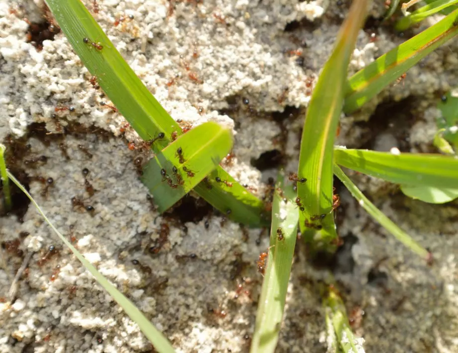 Ето как да предпазим семената от мравки - лесен трик