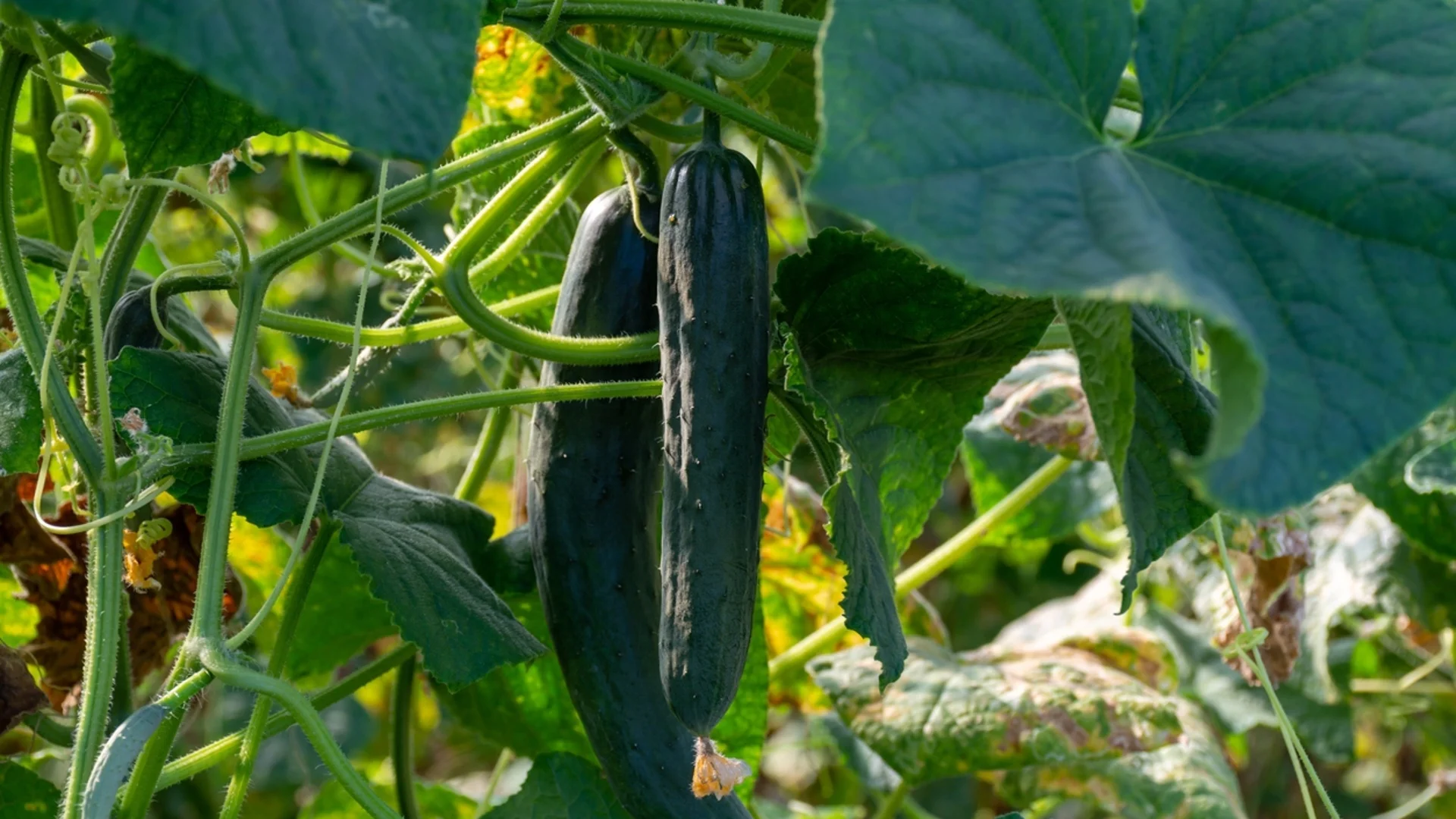 Отглеждане на краставици - 3 грешки за появата на празни цветове