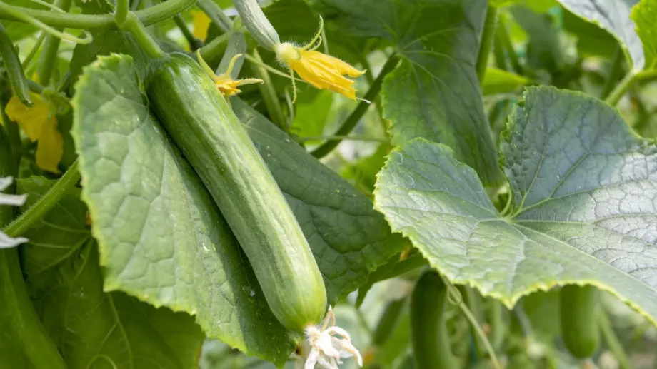 Дълъг сезон от краставици с помощта - ето как да го постигнете