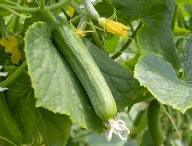 Три ефективни разтвора, които гарантират богата реколта от краставици