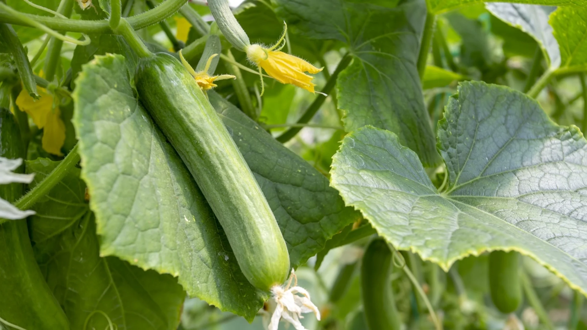 Защо листата на краставиците пожълтяват