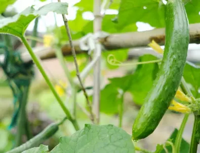 Най-добрият трик за богата реколта от краставици