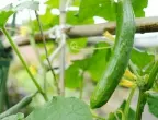 Топ 5 на най-добрите сортове краставици за ранна реколта