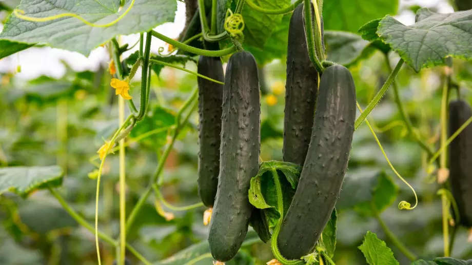 Пръскане на краставиците със сода и аспирин - ето как го правят опитните градинари