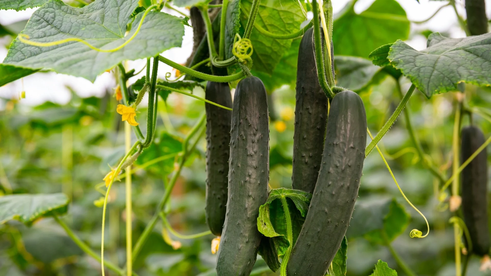 Кога и къде е най-добре да засадите краставиците