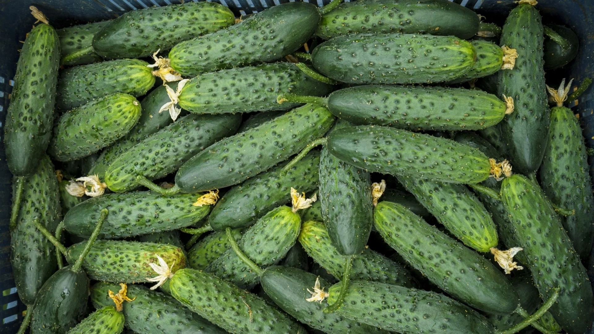 Как да засадите правилно краставици, за да са хрупкави и сладки