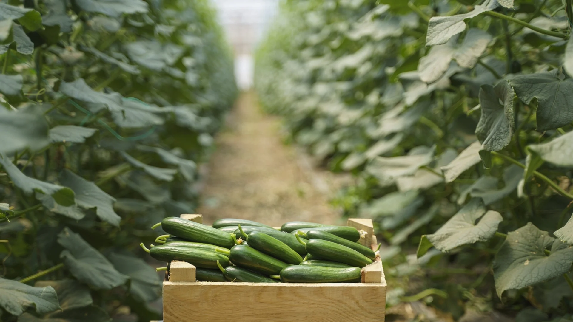 Цветето, което всеки опитен градинар засажда до краставиците 