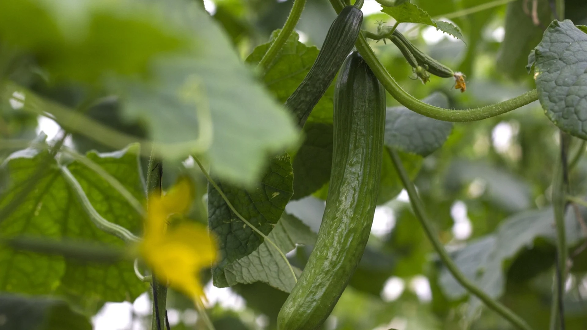 Засаждане на краставици - сложете това в дупката, за да е богата реколтата